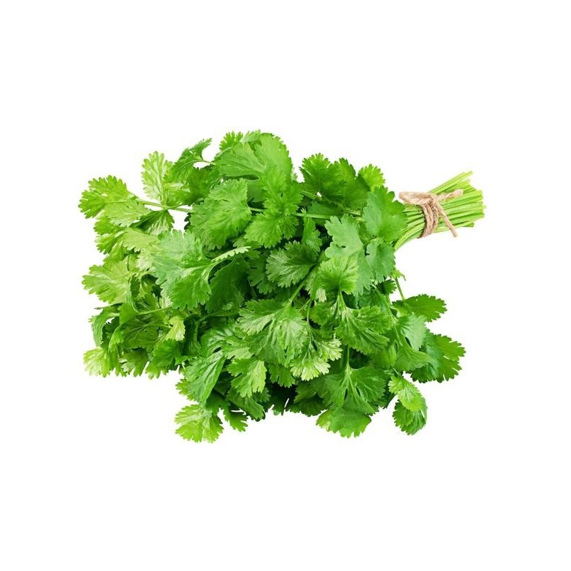 Cilantro Empacado