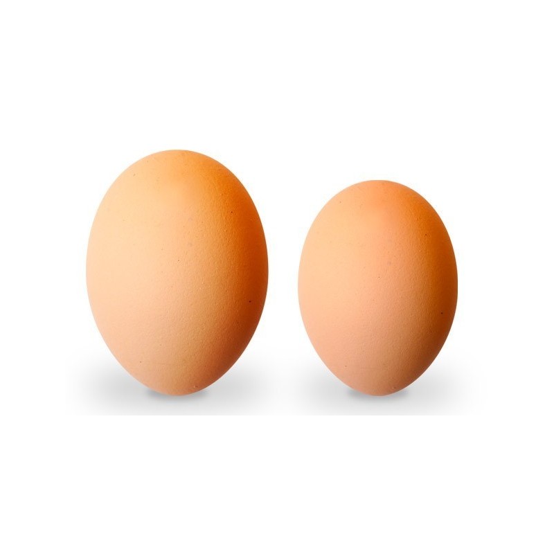Huevos GRANDES 1 cartón