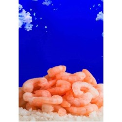 Camarones crudos y precocidos